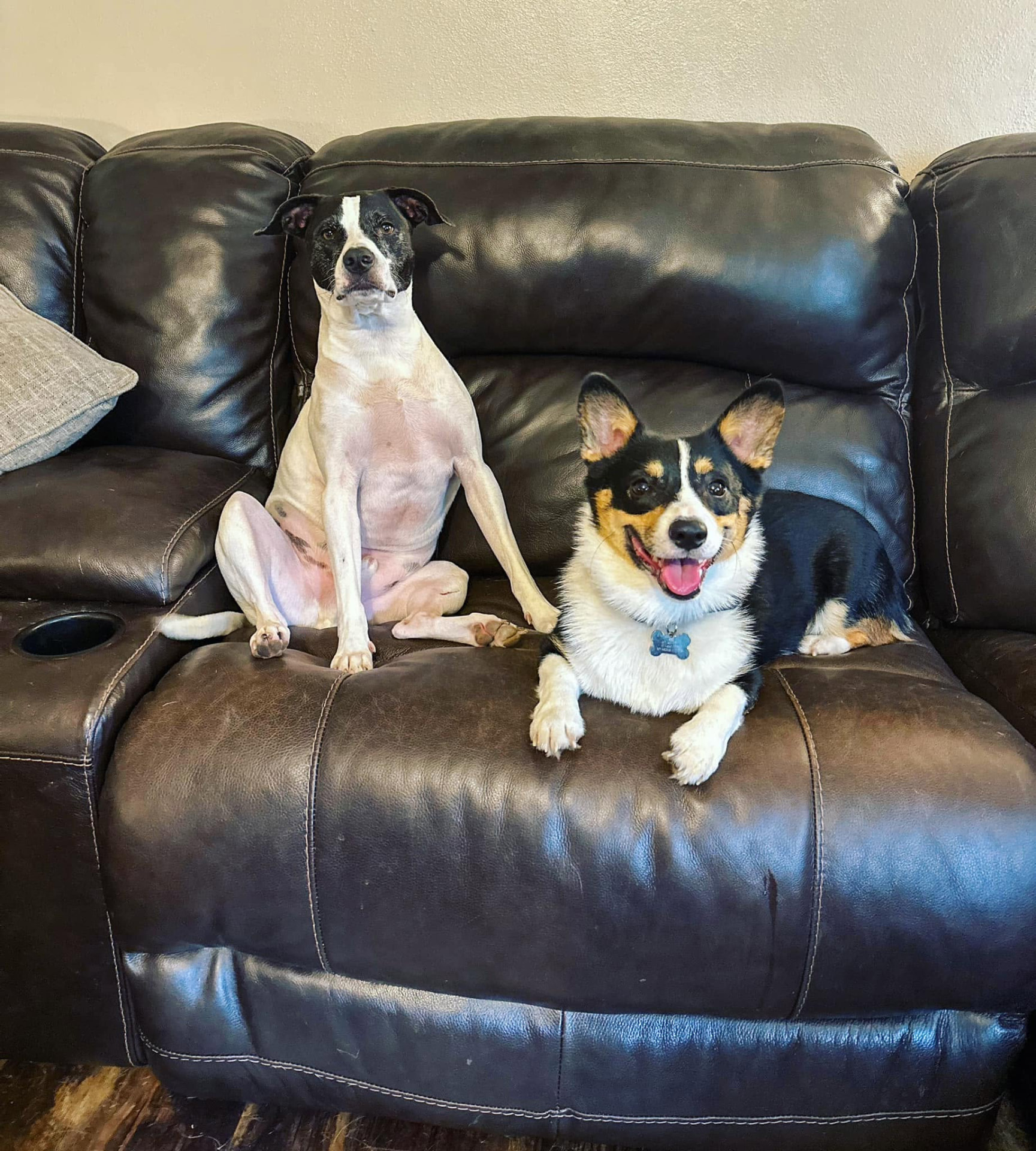 Two happy dogs relaxing together on a leather couch at Megan’s home