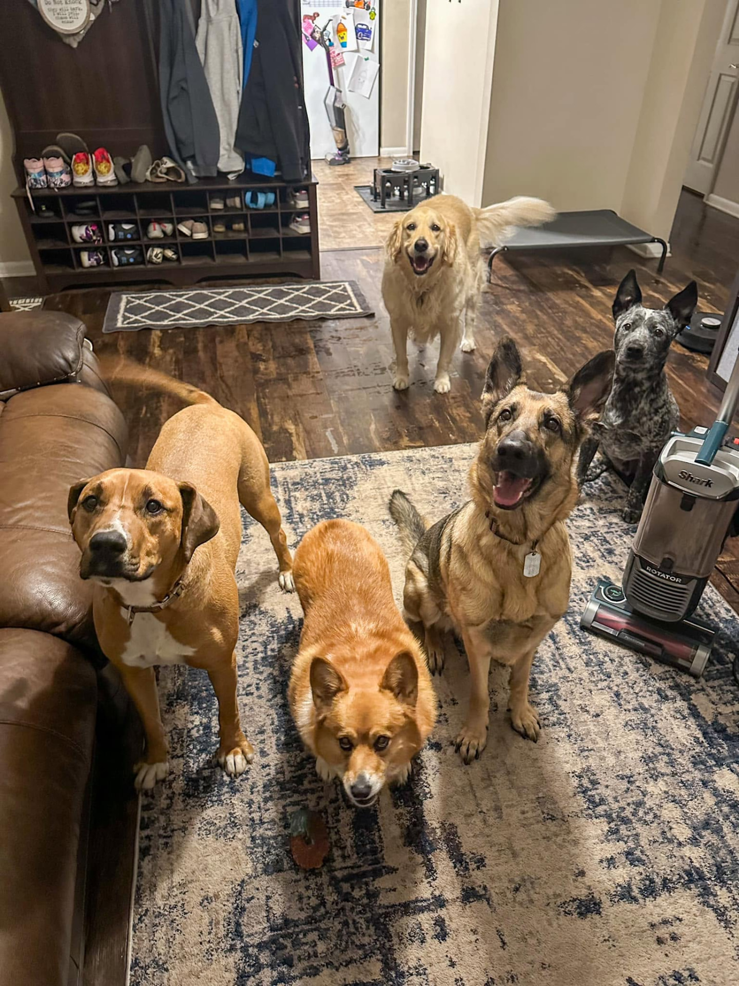 Dogs relaxing in Megan’s living room