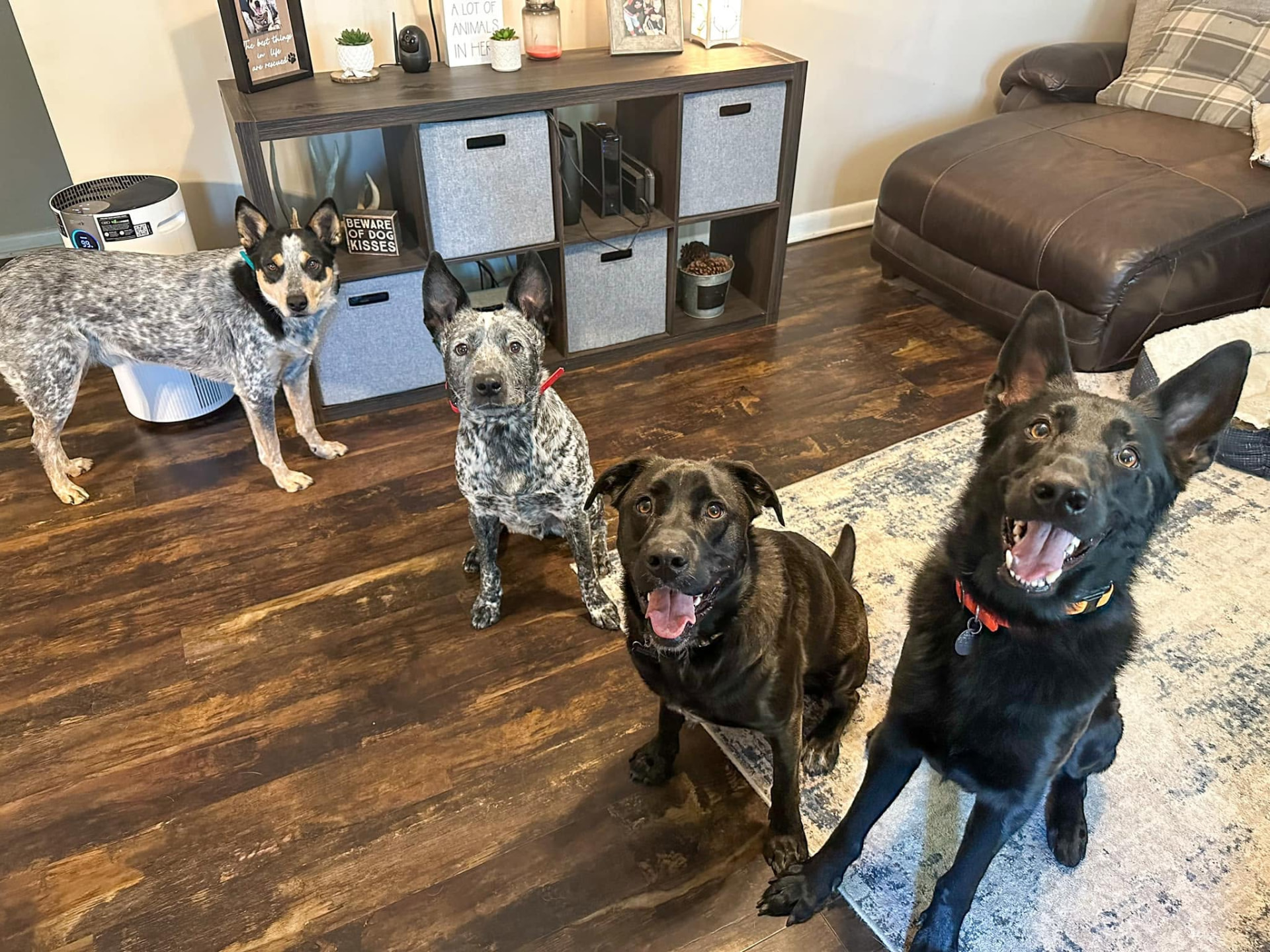 Four boarding dogs hanging out together indoors