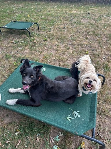 A black dog and a small fluffy dog sharing a dog cot outdoors